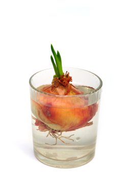 Onion in a glass with water clipart