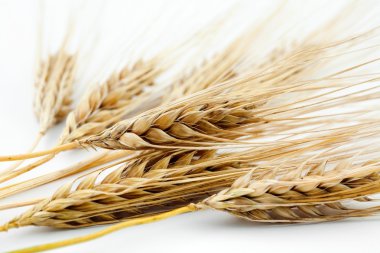 Barley clipart