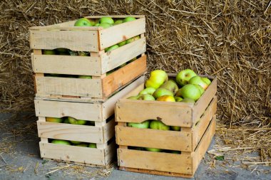 Boxes with apples clipart