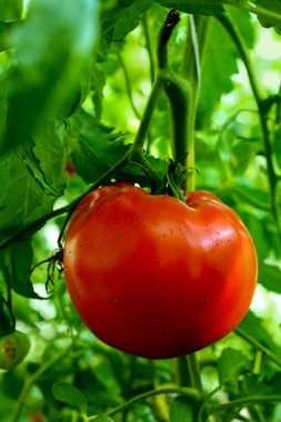 Tomato in greenhouse clipart