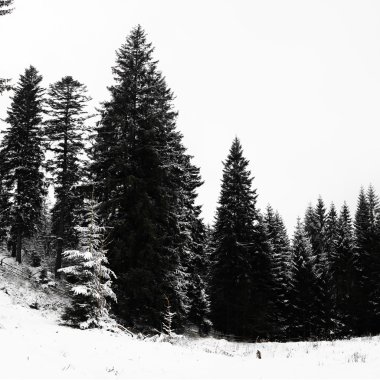 Orman