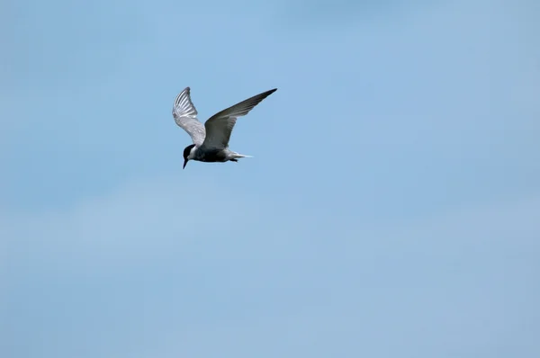 stock image Bird