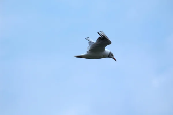 Seagull in a flight — Stock Photo, Image