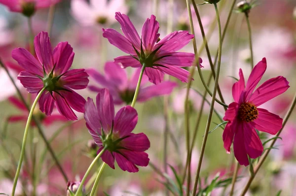 stock image Red flowers