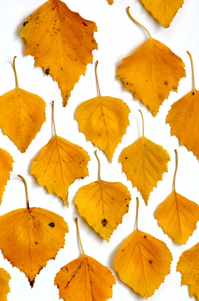 Birch leaves — Stock Photo, Image