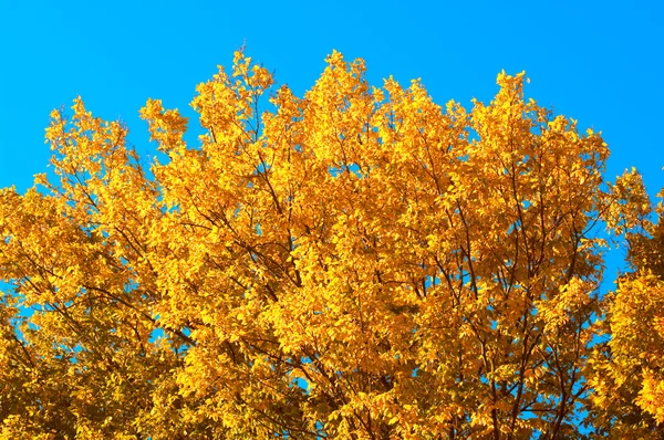 Желтое дерево — стоковое фото