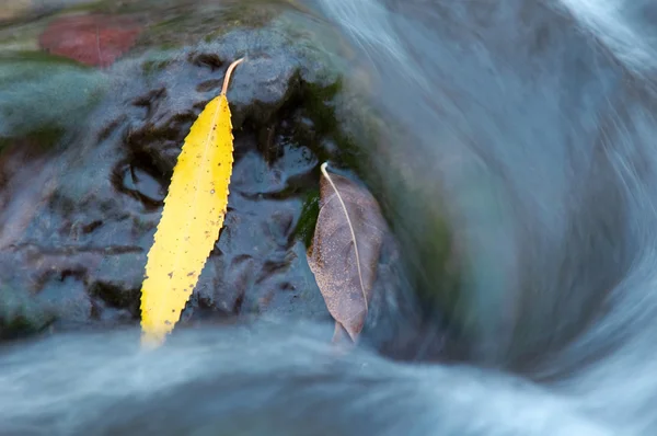 川の中で葉します。 — ストック写真