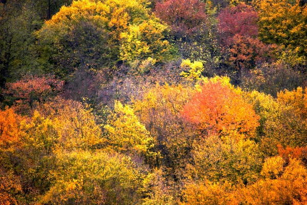 Fond d'automne — Photo