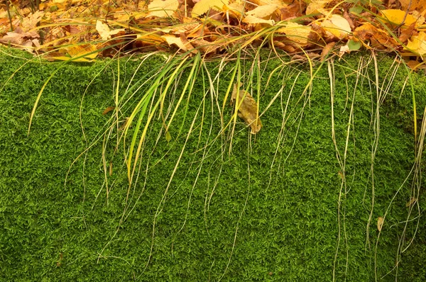 Moss y hojas — Foto de Stock