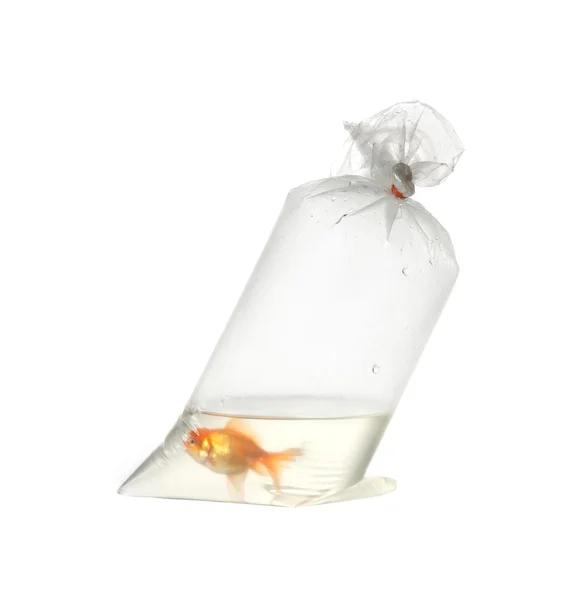 Goldfisch in Plastikverpackung — Stockfoto