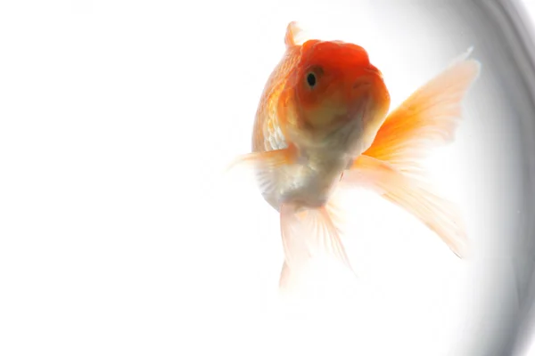 Goldfish in aquarium — Stock Photo, Image