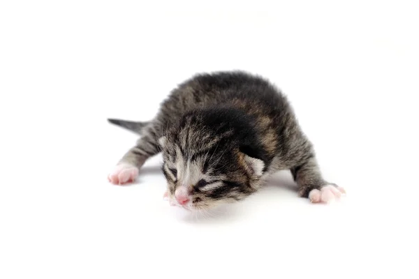 Blind kitten — Stock Photo, Image