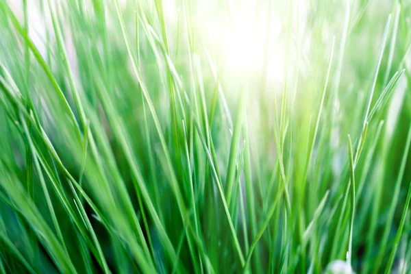 Солнце и трава — стоковое фото