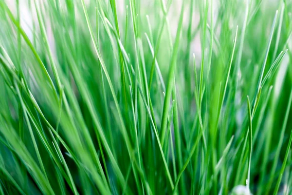 Spring grass — Stock Photo, Image