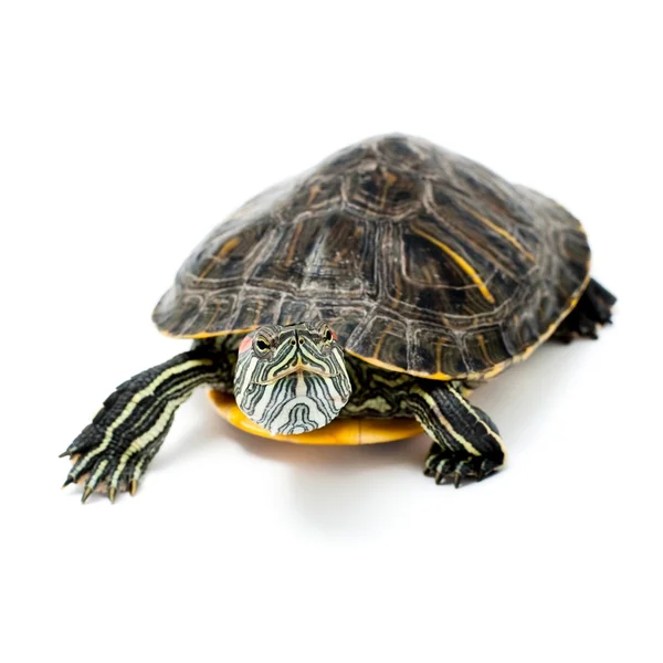 Turtle op wit — Stockfoto