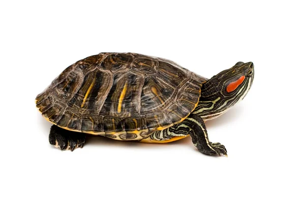 stock image Red eared turtle