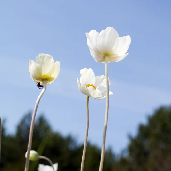 Tre blomster – stockfoto