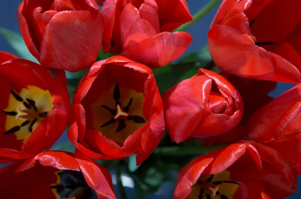 Bonitos tulipanes —  Fotos de Stock