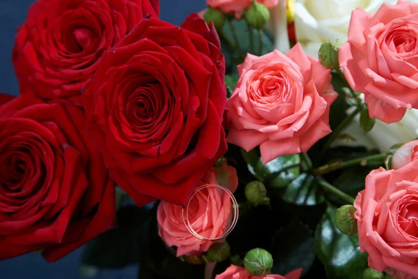 Pink and red roses — Stock Photo, Image