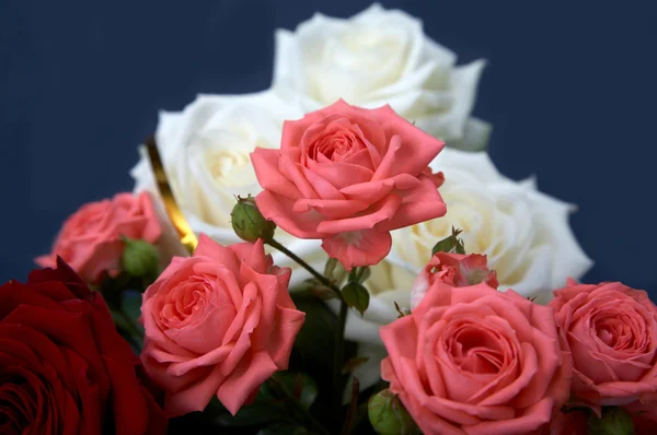 Pink and white roses — Stock Photo, Image