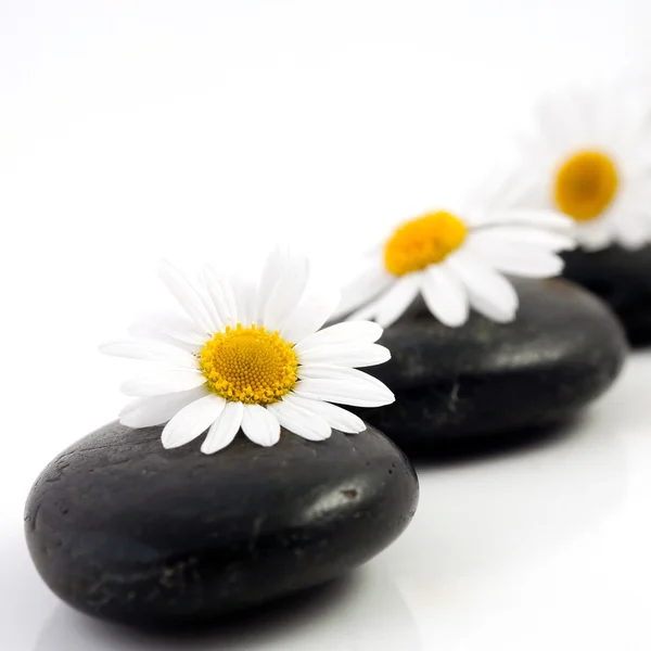 Flowers on stones — Stock Photo, Image