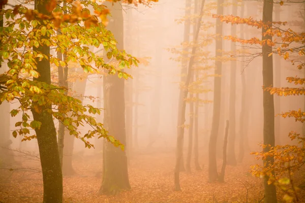 Misty forest — Stock Photo, Image