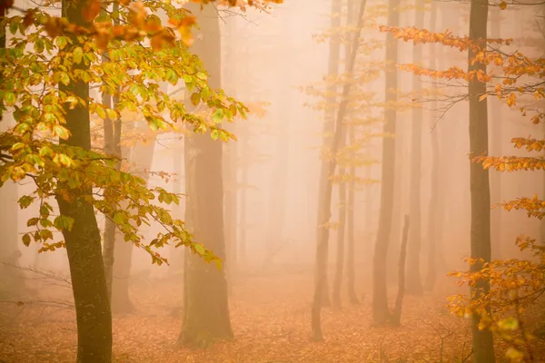 Misty forest — Stock Photo, Image