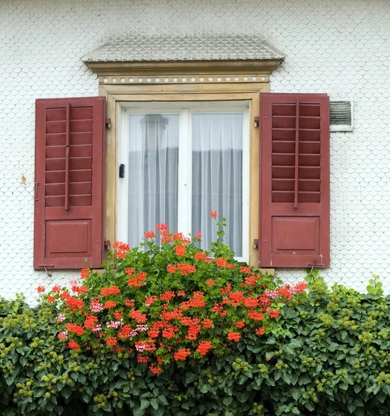 Okna i kwiaty — Zdjęcie stockowe