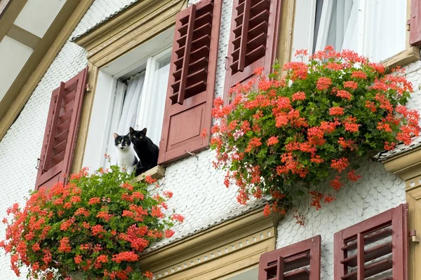 Twee katten — Stockfoto