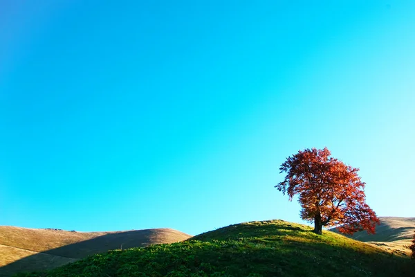 Árbol en una colina —  Fotos de Stock