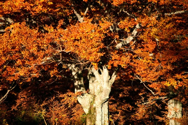 古い木 — ストック写真