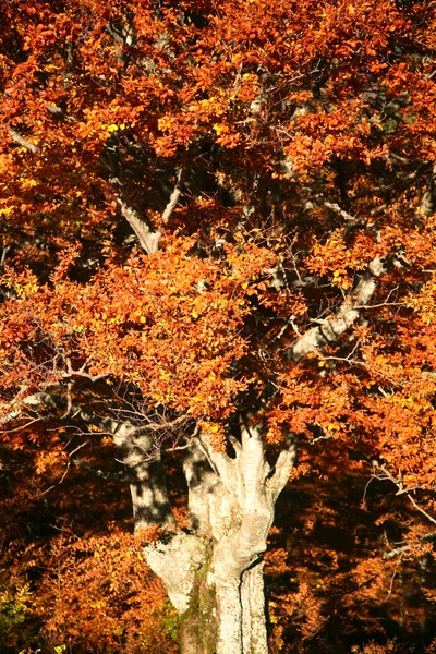 Viejo árbol en el bosque — Foto de Stock