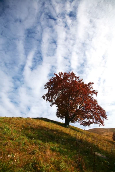 Höstens träd — Stockfoto