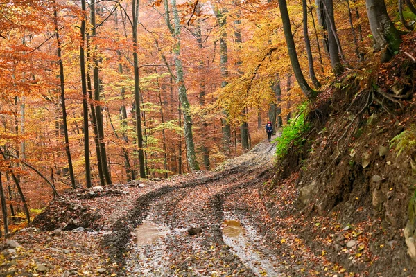 Sarı bir ormanda yol — Stok fotoğraf