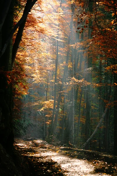 Automne dans une forêt — Photo