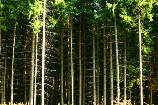 Een afbeelding van een bomen — Stockfoto
