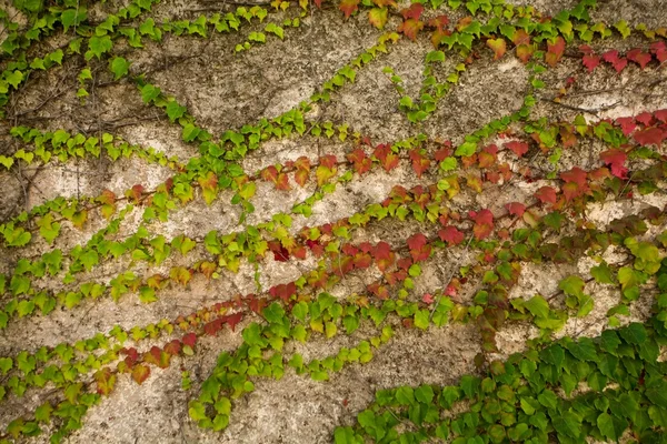 Ivy ile kaplı bir duvar — Stok fotoğraf