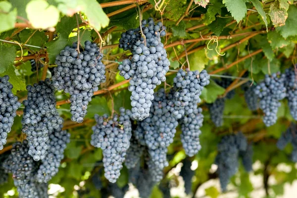 Violet grapes — Stock Photo, Image