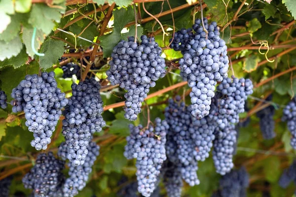 Violet grapes — Stock Photo, Image