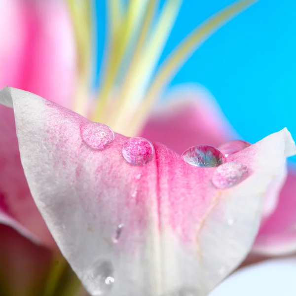 꽃잎 빗방울 — 스톡 사진