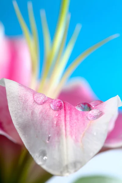 꽃잎 빗방울 — 스톡 사진