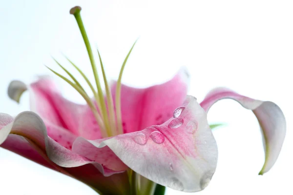 Квітка крупним планом — стокове фото