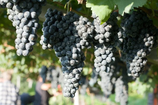 Солодкий виноград — стокове фото