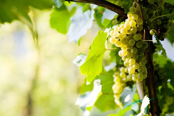 Golden grapes — Stock Photo, Image
