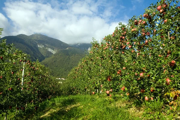 stock image Orchard