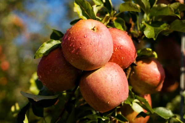 Dagg på äpplen — Stockfoto