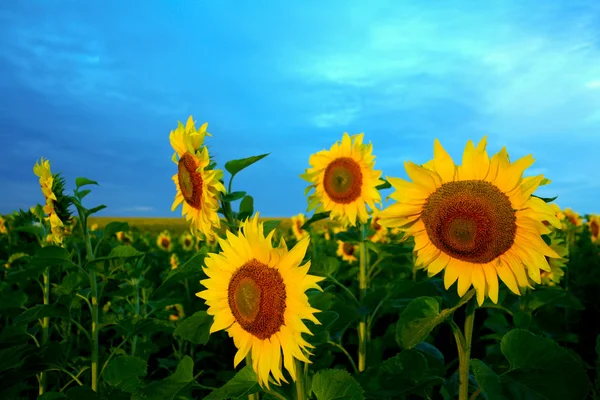 Girasoles brillantes —  Fotos de Stock