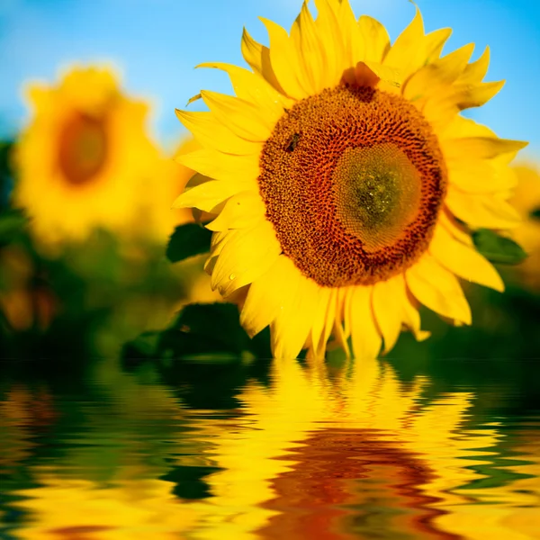 Leuchtend gelbe Sonnenblumen — Stockfoto