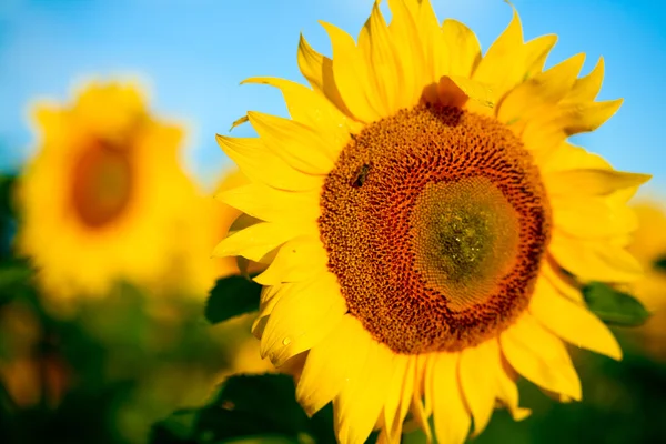 Leuchtend gelbe Sonnenblumen — Stockfoto