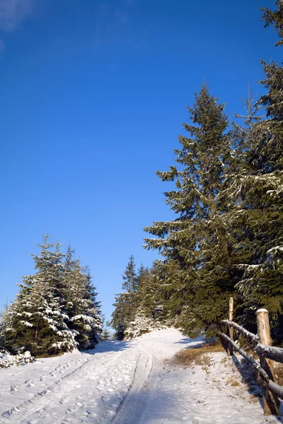 Árboles verdes y camino cubierto de nieve —  Fotos de Stock